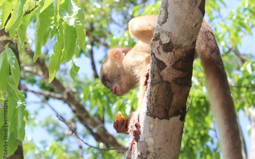 Macaco sobre uma árvore em Alter do Chão na amazônia.
