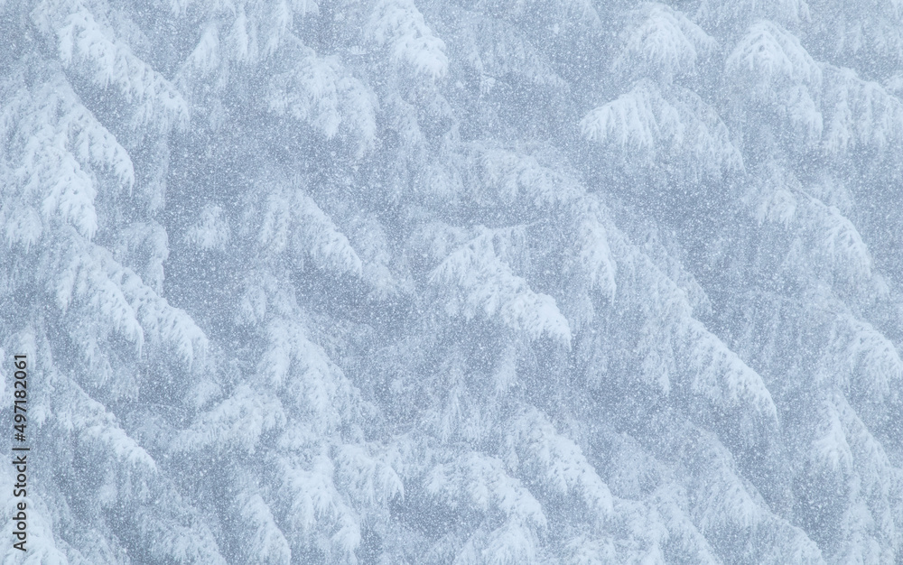winter abstract forest snow and fog winter abstract forest snow and fog