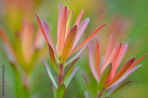 Leucadendron  photo