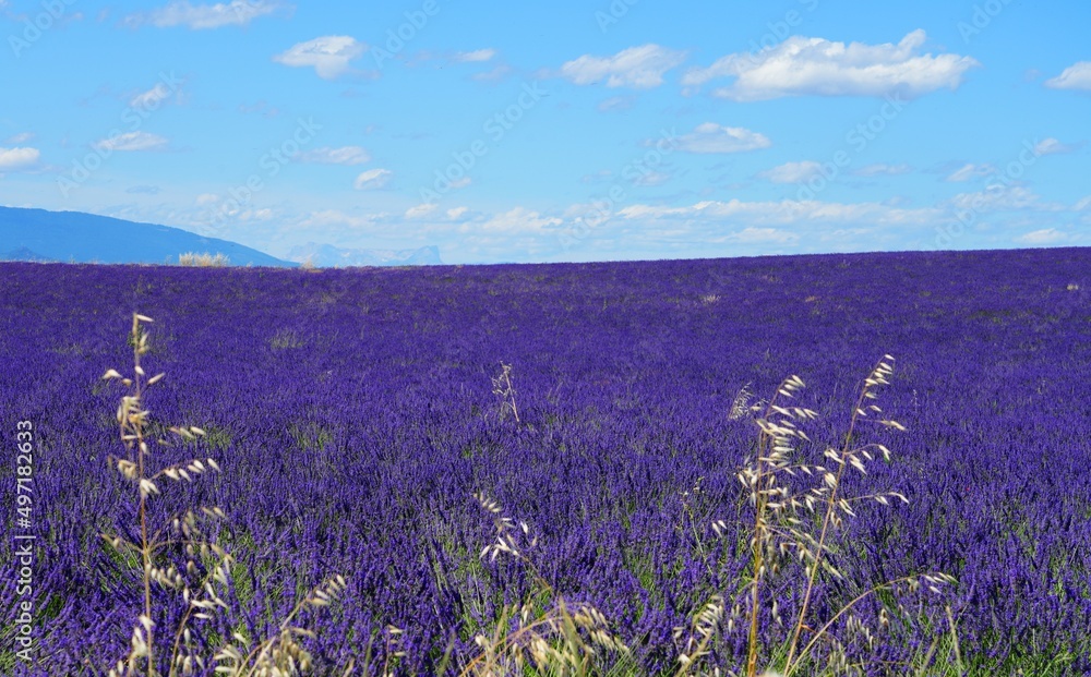 Fototapeta premium View of purple lavender fiels on the Plateau de Valensole in Provence, France