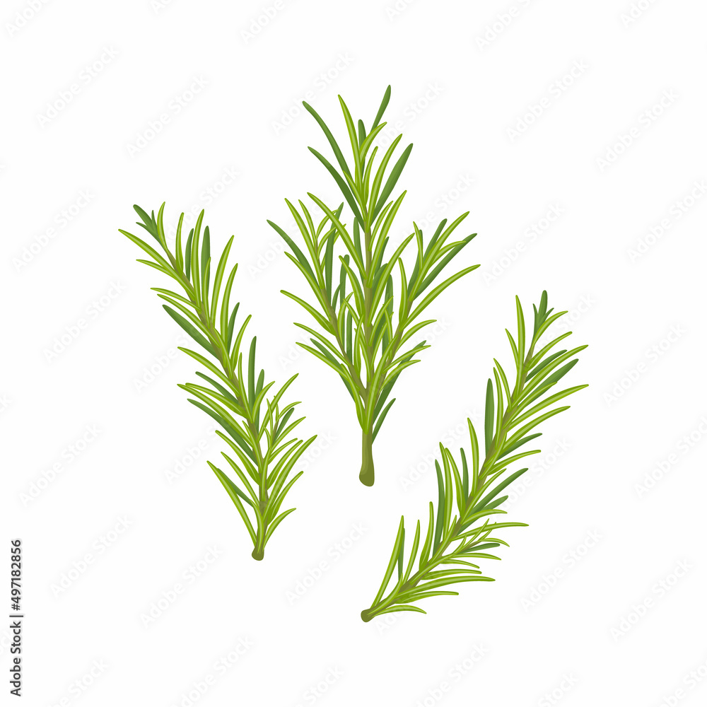 Fototapeta premium Rosemary. A green sprig of rosemary. Medicinal plant. Fragrant plant for seasoning. Vector illustration isolated on a white background