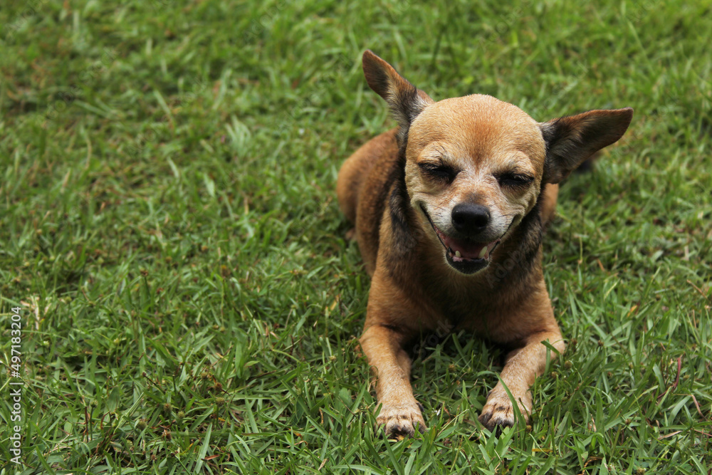 Small Chihuahua Dog outdoors on green lawn Small Chihuahua Dog outdoors on green lawn