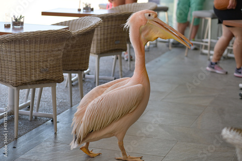 Pink pelican living in one of the harbor cafes in Paphos, Cyprus