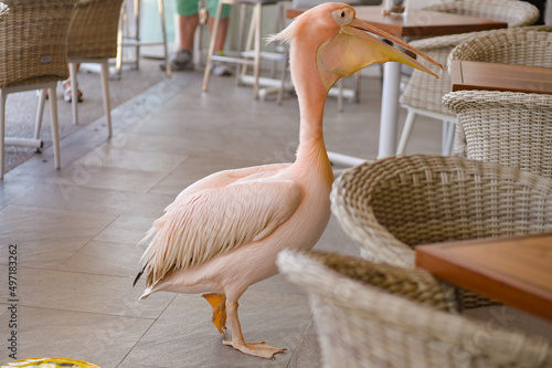 Pink pelican living in one of the harbor cafes in Paphos, Cyprus