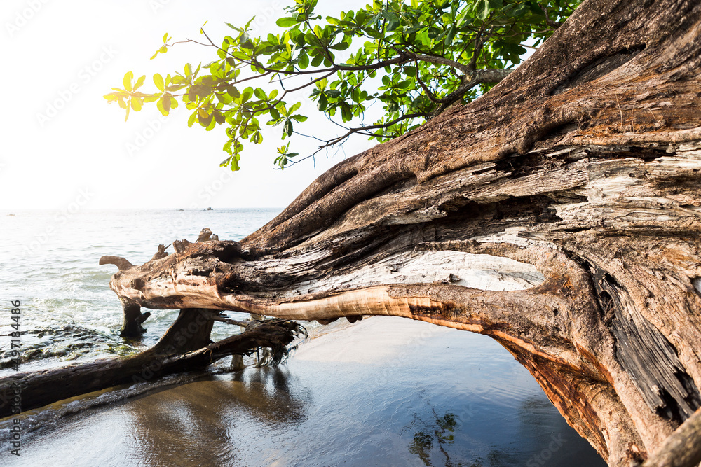 Old dead tree on black sand beach, Nang Thong beach in Khao Lak, Thailand, nature and environmental concept background Old dead tree on black sand beach, Nang Thong beach in Khao Lak, Thailand, nature and environmental concept background