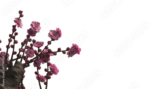 Cherry blossom trees isolated on white background photo