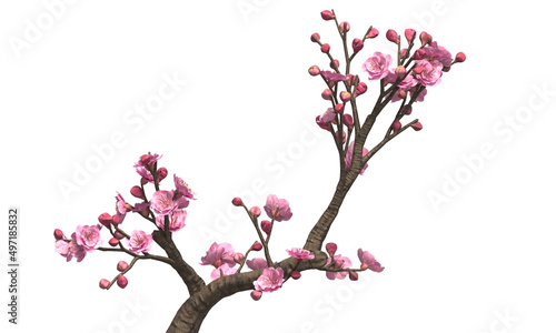 Cherry blossom trees isolated on white background photo