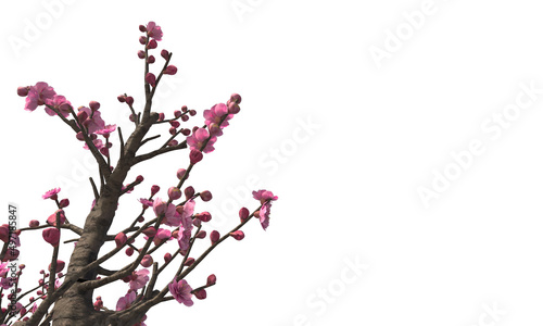 Cherry blossom trees isolated on white background photo