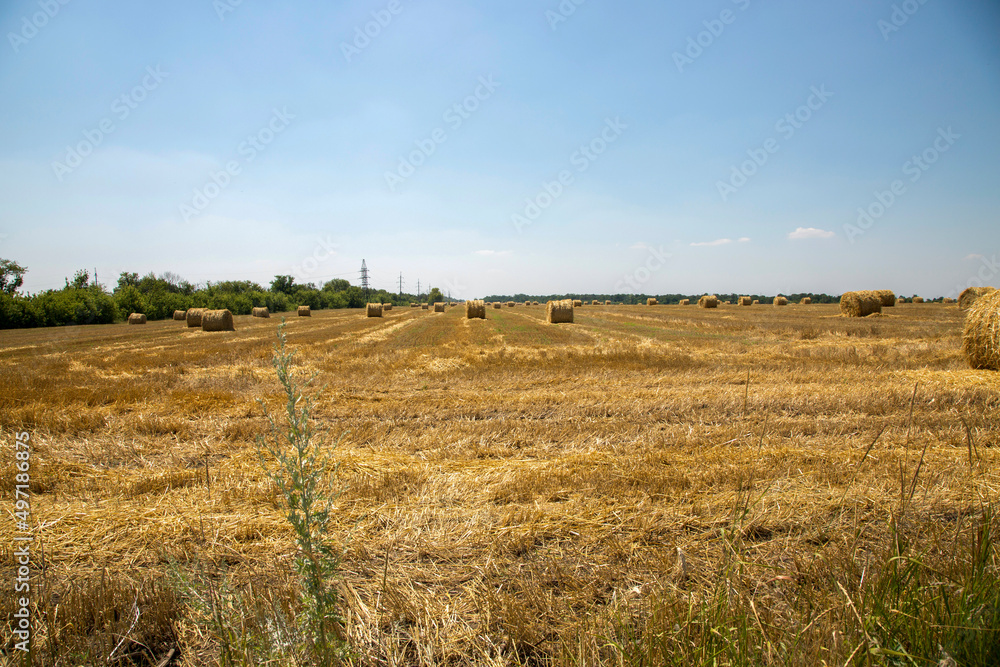 Rural landscape with wheat field after harvesting