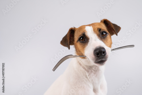 Fototapeta Naklejka Na Ścianę i Meble -  Close-up portrait of a dog Jack Russell Terrier holding a fork in his mouth on a white background. Copy space. 