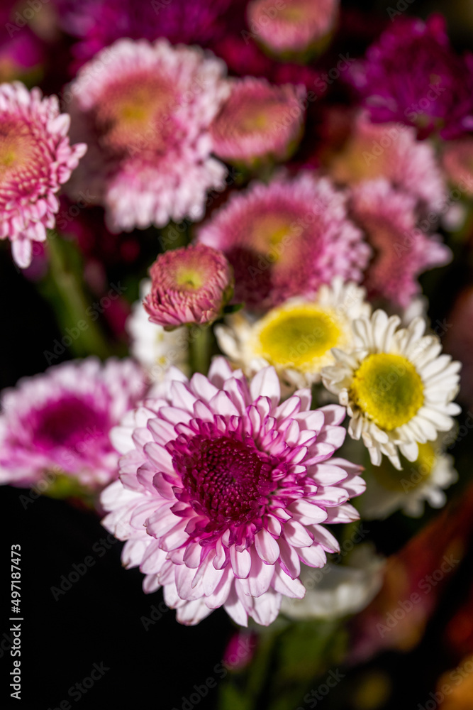 Close-up of bunches of various chrysanthemums for sale in a flower shop Close-up of bunches of various chrysanthemums for sale in a flower shop