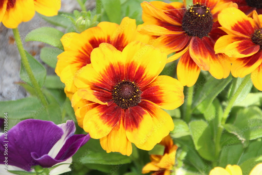 Fototapeta premium yellow and orange flowers