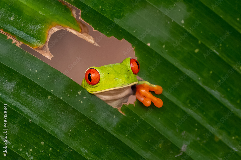 Fototapeta premium Red-eyed Tree Frog, Agalychnis callidryas, sitting on the green leave in tropical forest in Costa Rica.