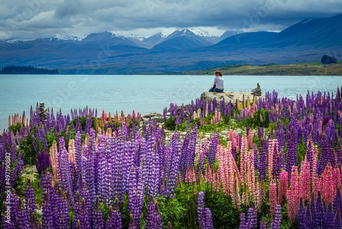 Late spring Lupins on the shore of Lake Tekapo, New Zealand photo