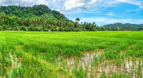 Panoramic view of a large rice paddy surrounded by hills and coconut palm trees, in Oriental Mindoro Province, Mindoro Island, Philippines.