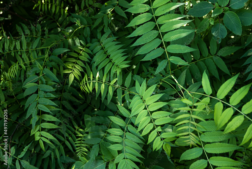 Fototapeta premium green fern leaves