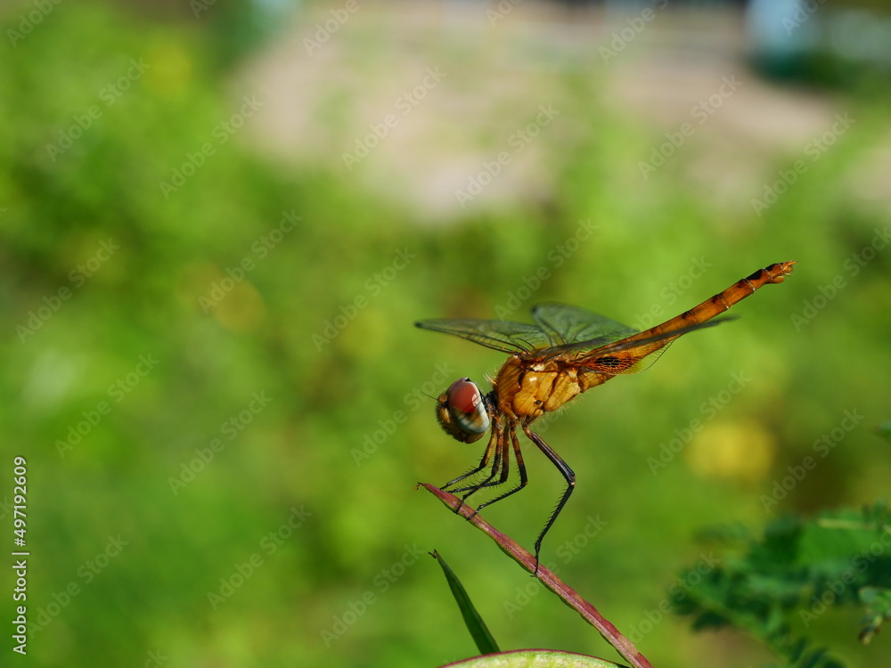 Brown dragonfly with black patterned on its body and big red and green color eye resting on tree with natural green background Brown dragonfly with black patterned on its body and big red and green color eye resting on tree with natural green background