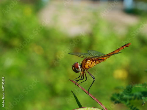 Brown dragonfly with black patterned on its body and big red and green color eye resting on tree with natural green background