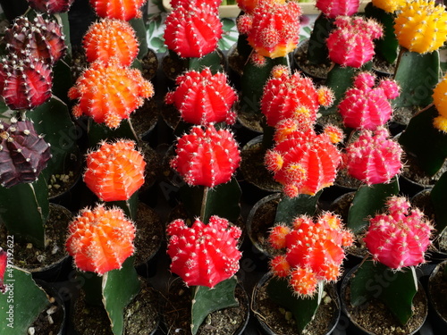 Group of  colorful Grafted or Moon Cactus blossom in pot  Orange with red with pink and yellow flower in the tree shop
