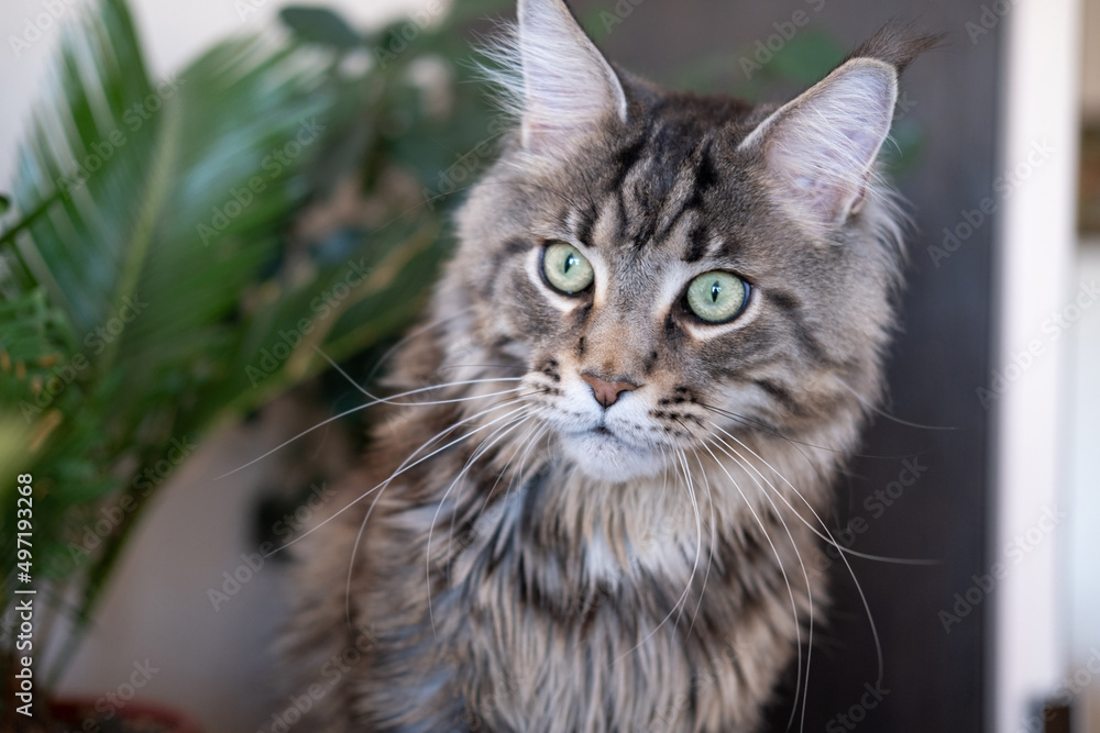 Gray striped big cat with green eyes. Maine Coon breed. Cat and house flowers in pots. Gray striped big cat with green eyes. Maine Coon breed. Cat and house flowers in pots.