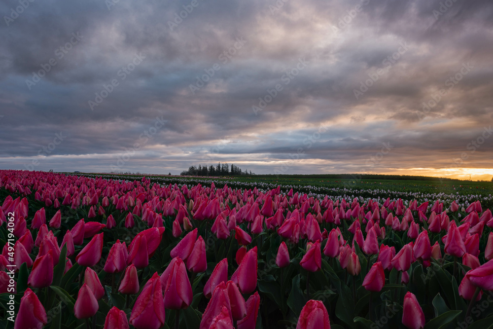 Sunrise over field of vibrant blooming spring tulips