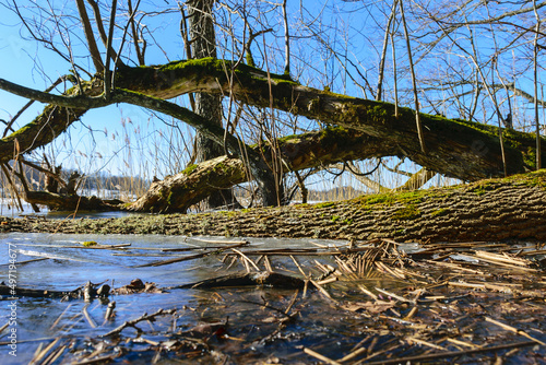 bare tree trunks in spring, old trees on the lake shore