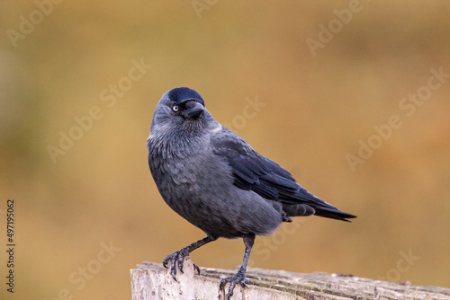 Jackdaw perches on a branch on a clear summers day in London