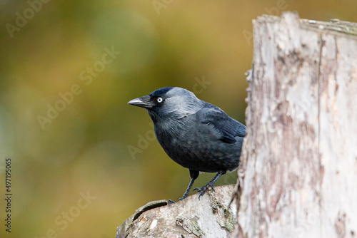 Jackdaw perches on a branch on a clear summers day in London