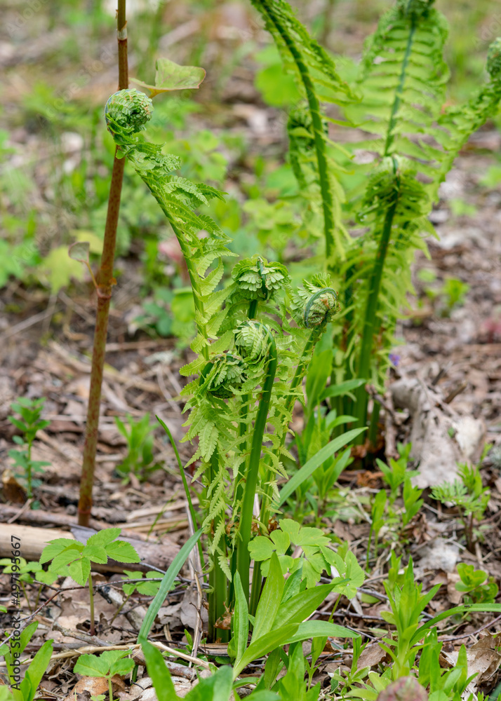 Fern leaf leaf background, young, green shoots of fern (Polypodiophyta), spring season. Close-up Fern leaf leaf background, young, green shoots of fern (Polypodiophyta), spring season. Close-up