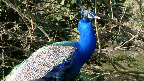 фотографія The magnificence of the royal peacock