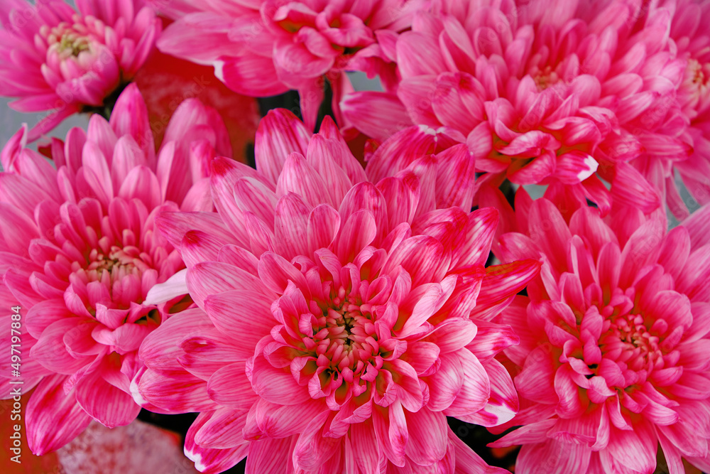 Abstract background bright red flower petals close up.