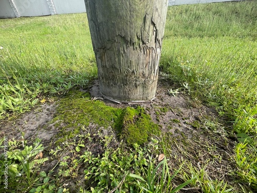 Wallpaper Mural wooden fence Torontodigital.ca