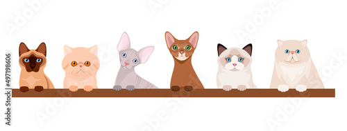 A set of funny cats on a white background. Cartoon design. Pets.
