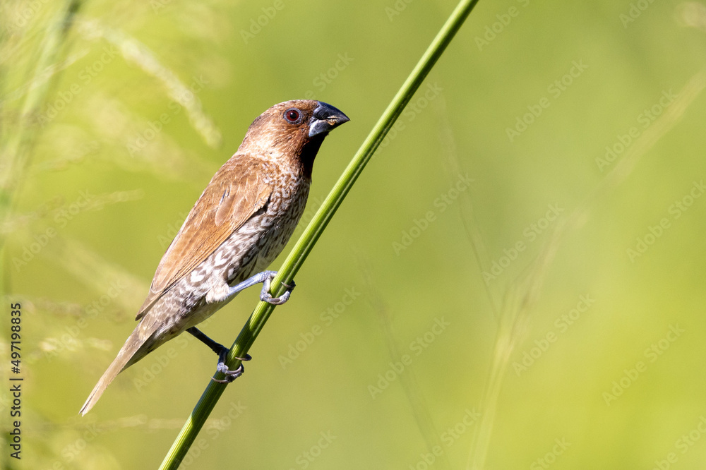 Nutmeg Mannikin or Scalybreasted Munia in Queensland Australia Stock