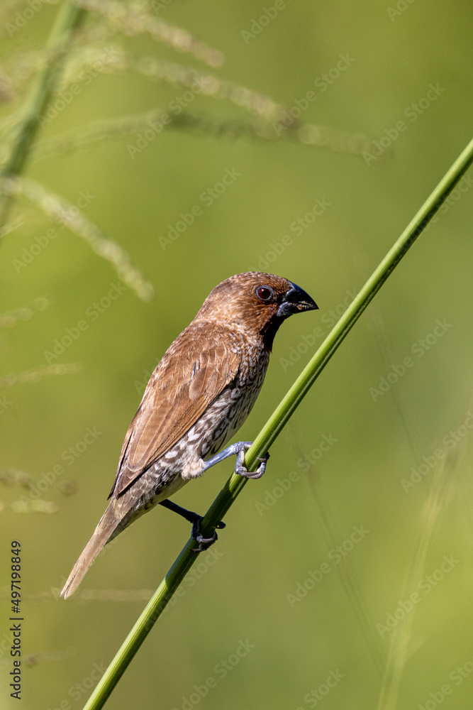 Nutmeg Mannikin or Scaly-breasted Munia in Queensland Australia