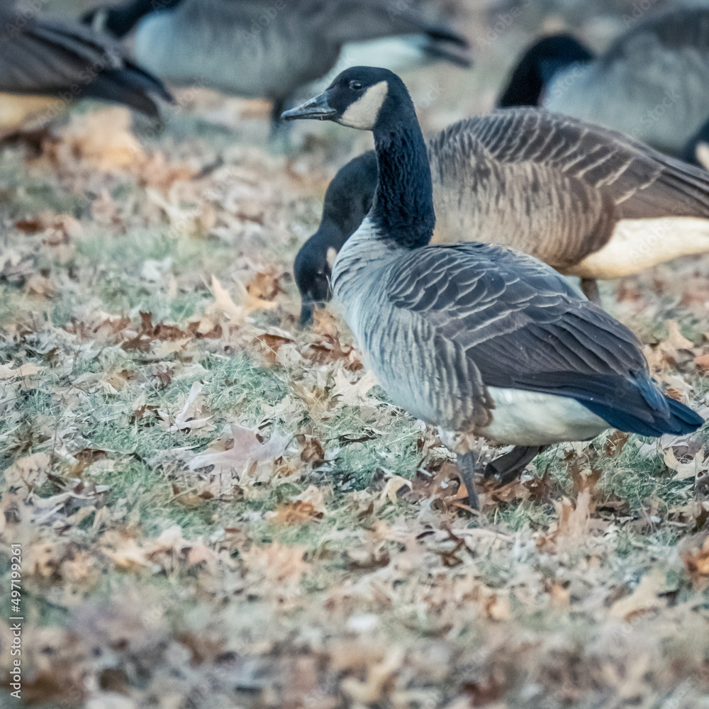 Beautiful Wild Canada Goose in the Woods Beautiful Wild Canada Goose in the Woods