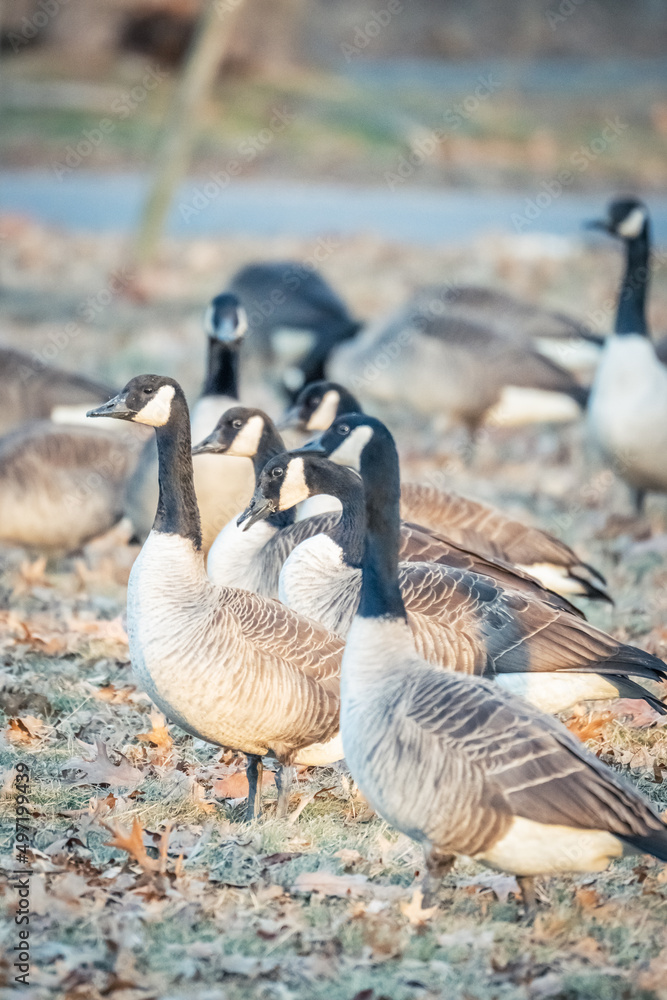 Fototapeta premium Beautiful Wild Canada Goose in the Woods