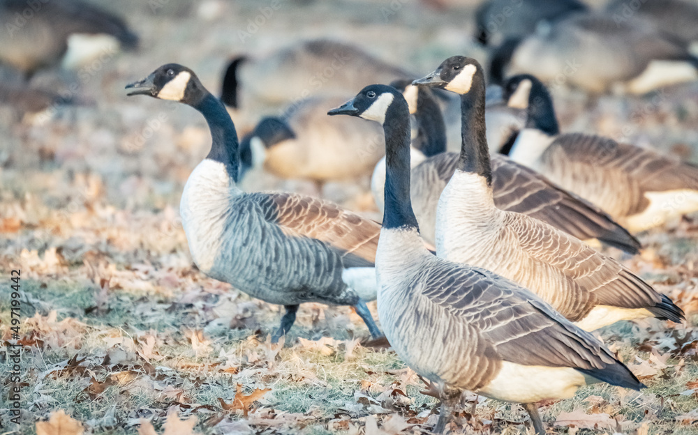Beautiful Wild Canada Goose in the Woods Beautiful Wild Canada Goose in the Woods
