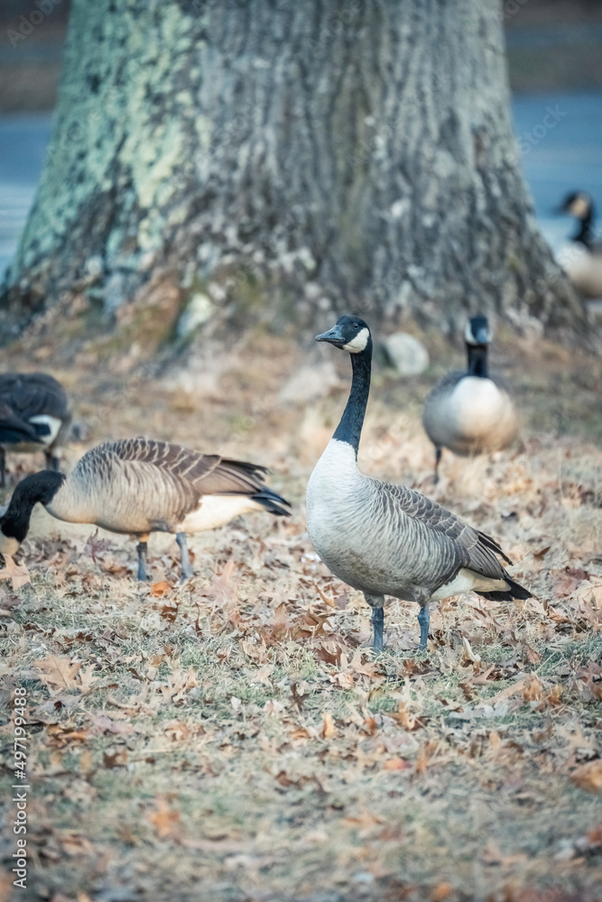 Beautiful Wild Canada Goose in the Woods Beautiful Wild Canada Goose in the Woods