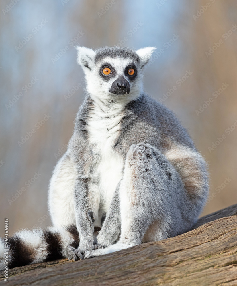 Ring tailed lemur (Lemur catta) Ring tailed lemur (Lemur catta)