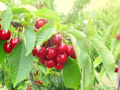 group of red cherry on tree have many green leaves in farm in Melbourne, Have yellow light