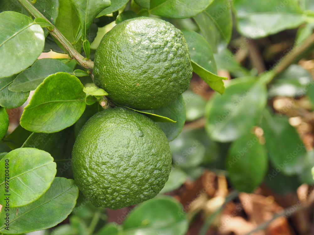 group of green pomelo fruit on leaf background group of green pomelo fruit on leaf background