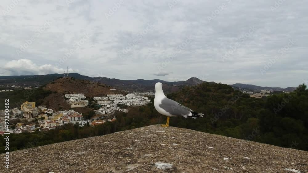 Close view of magnificent seagull sitting on top of wall against city panorama Close view of magnificent seagull sitting on top of wall against city panorama