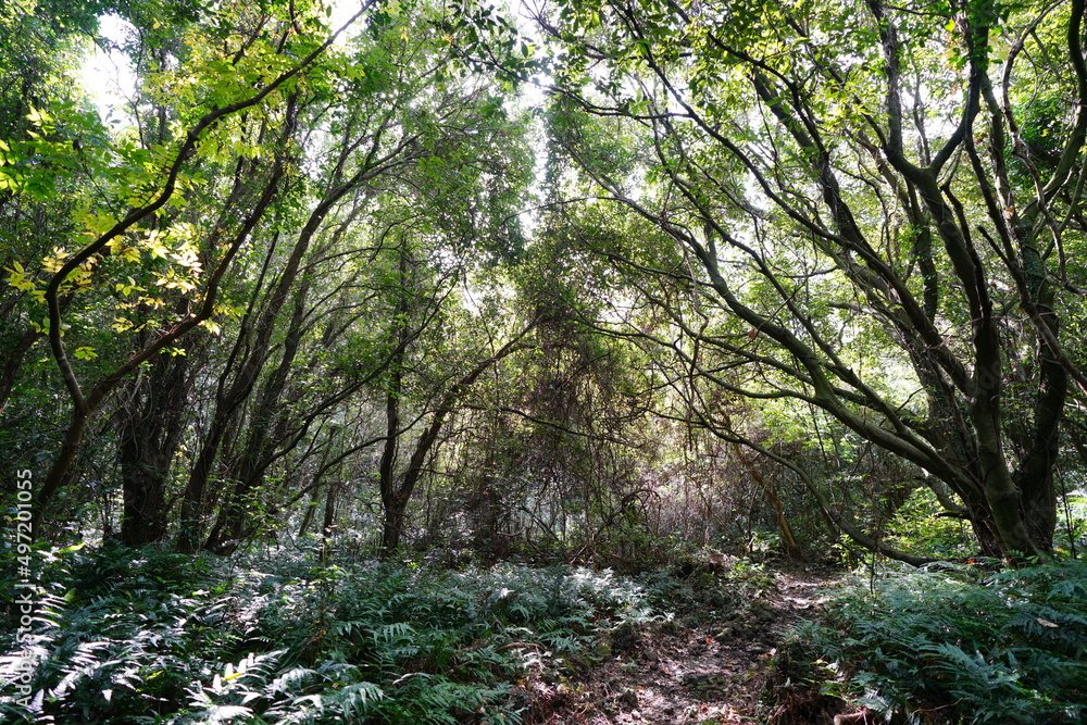 vines in deep forest vines in deep forest