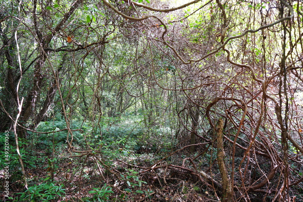 vines in deep forest vines in deep forest