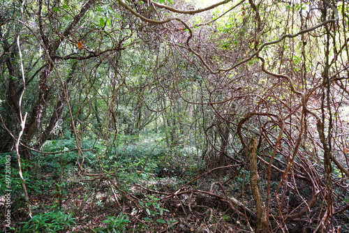vines in deep forest