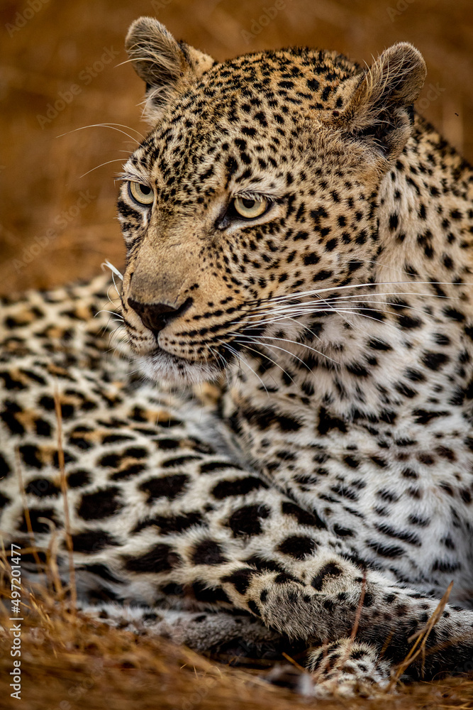 Close up of a female Leopard in the Kruger. Close up of a female Leopard in the Kruger.