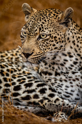 Close up of a female Leopard in the Kruger. © simoneemanphoto