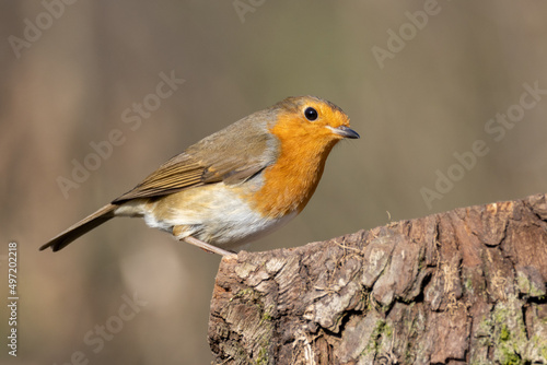 Robin Red Breast (Erithacus rubecula) © monitor6