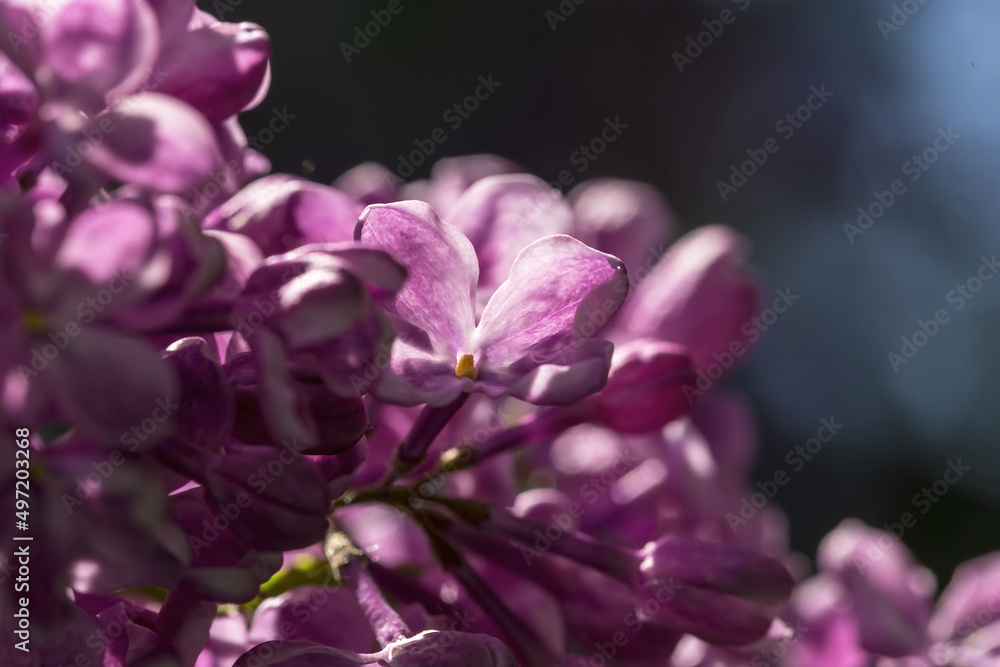 Spring morning and lilac blossom. Selective focus Spring morning and lilac blossom. Selective focus